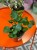 Fikus triangularis  fikus trójkątny  ficus green  (4).jpg