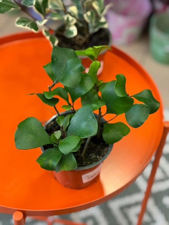 Fikus triangularis  fikus trójkątny  ficus green  (4).jpg