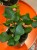 Fikus triangularis  fikus trójkątny  ficus green  (1).jpg
