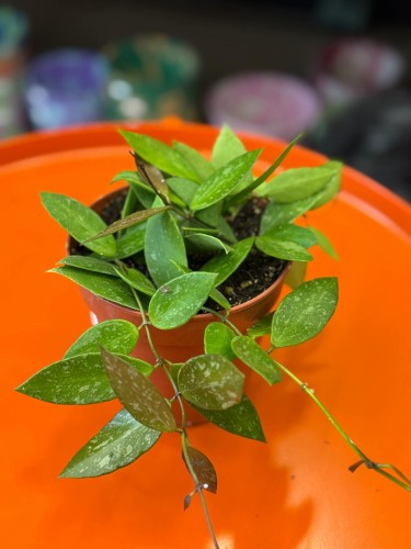 hoja  hoya gracilis  (2).jpg