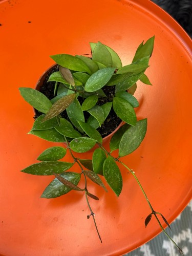 hoja  hoya gracilis  (3).jpg