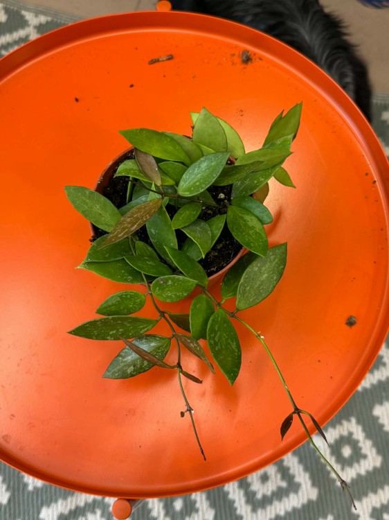 hoja  hoya gracilis  (1).jpg
