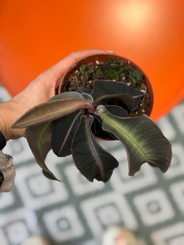 Labisia pumila  (2).jpg