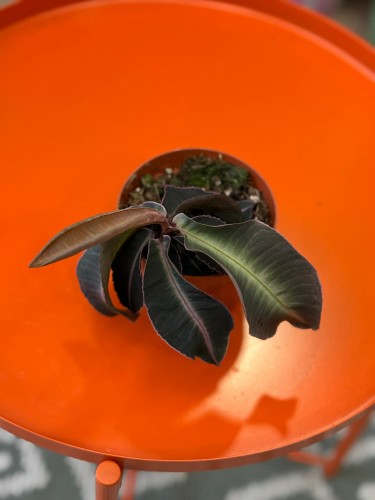 Labisia pumila  (3).jpg