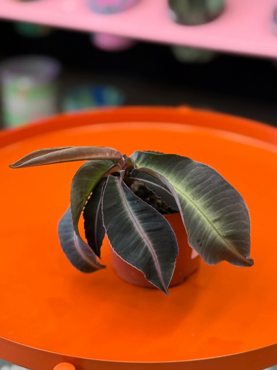 Labisia pumila  (4).jpg