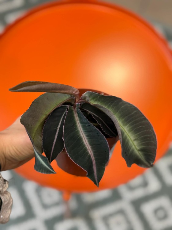 Labisia pumila  (5).jpg