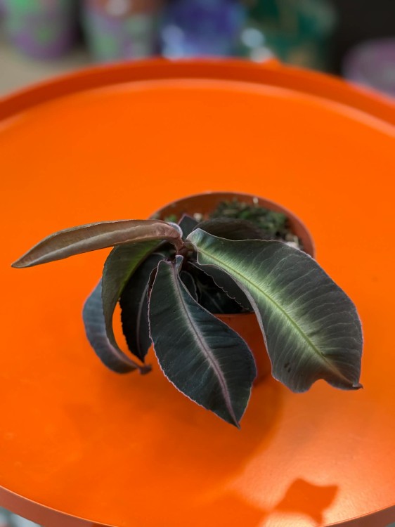 Labisia pumila  (1).jpg
