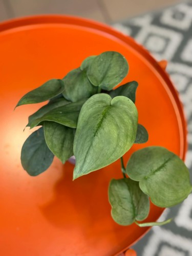 Scindapsus Silver Hero  (2).jpg