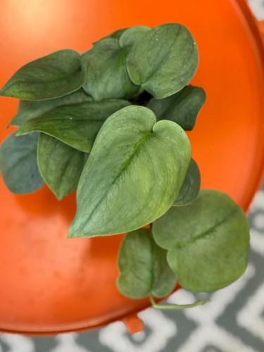 Scindapsus Silver Hero  (4).jpg