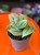 Scindapsus Tricolor Silver  scindapsus srebrny variegata  pnącze tropikalne (3).jpg