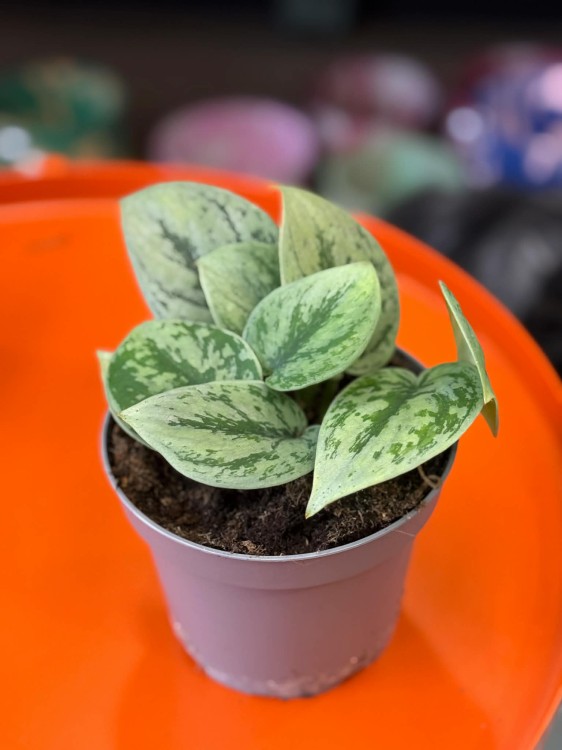 Scindapsus Tricolor Silver  scindapsus srebrny variegata  pnącze tropikalne (3).jpg