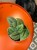 Scindapsus Tricolor Silver  scindapsus srebrny variegata  pnącze tropikalne (4).jpg