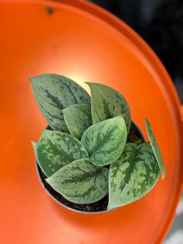Scindapsus Tricolor Silver  scindapsus srebrny variegata  pnącze tropikalne (1).jpg