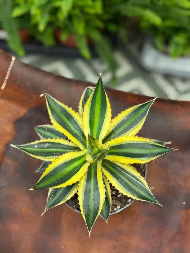 Agave Quadricolour  agawa variegata  sukulent ozdobny  (2).jpg
