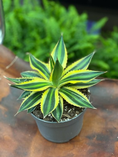 Agave Quadricolour  agawa variegata  sukulent ozdobny  (3).jpg