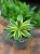 Agave Quadricolour  agawa variegata  sukulent ozdobny  (3).jpg