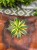 Agave Quadricolour  agawa variegata  sukulent ozdobny  (1).jpg