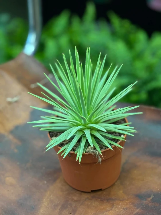 Agave nana  mini agawa  agawa kompaktowa (2).jpg