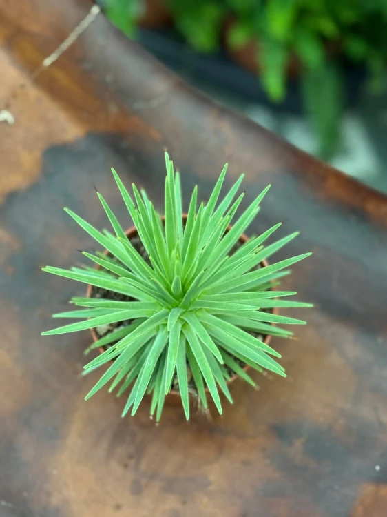Agave nana  mini agawa  agawa kompaktowa (3).jpg