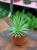 Agave nana  mini agawa  agawa kompaktowa (1).jpg
