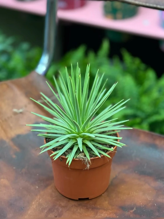 Agave nana  mini agawa  agawa kompaktowa (1).jpg