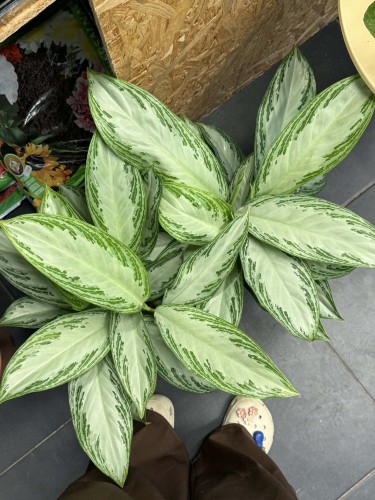 Aglaonema Silver Bay  aglaonema srebrna  roślina do półcienia.jpg