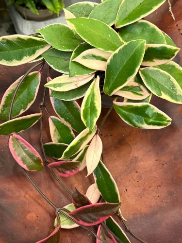 Hoja Flamingo Dream  Hoya carnosa  (2).jpg
