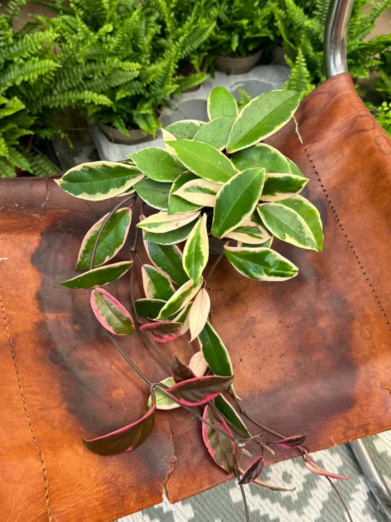 Hoja Flamingo Dream  Hoya carnosa  (4).jpg