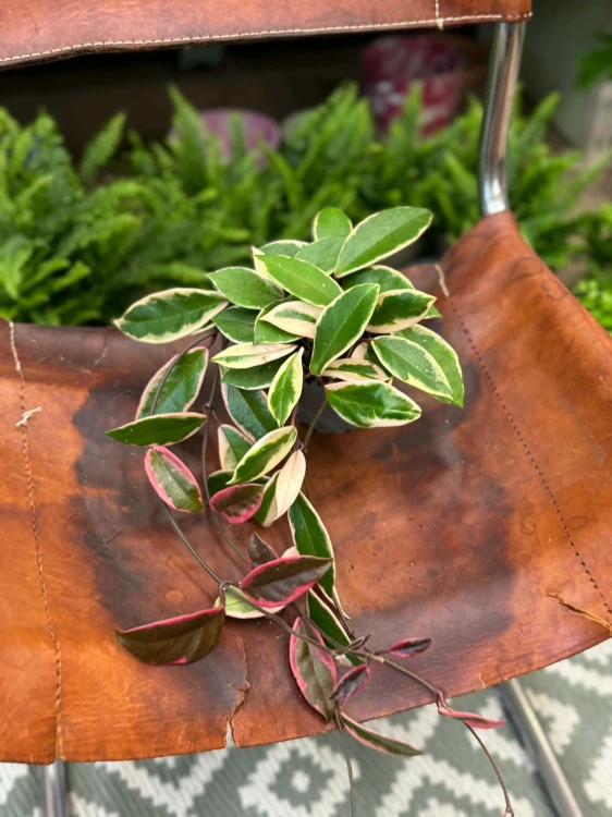 Hoja Flamingo Dream  Hoya carnosa  (1).jpg