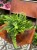 nephrolepis green lady' paproć