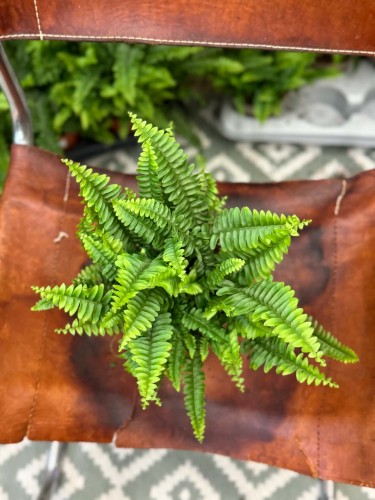 nephrolepis green lady' paproć KLASYK (2).jpg