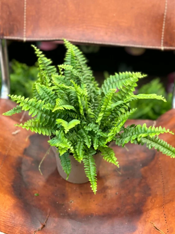 nephrolepis green lady' paproć KLASYK (3).jpg