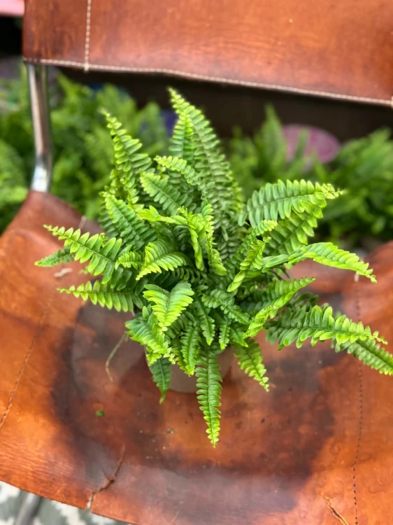 nephrolepis green lady' paproć KLASYK (1).jpg