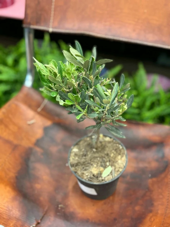 Oliwka europejska  drzewko oliwne  oliwka w doniczce (2).jpg