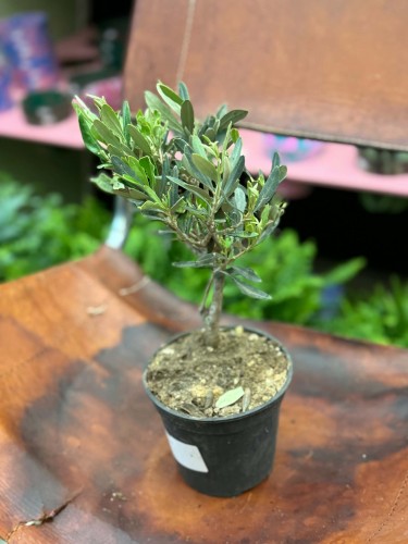 Oliwka europejska  drzewko oliwne  oliwka w doniczce (3).jpg