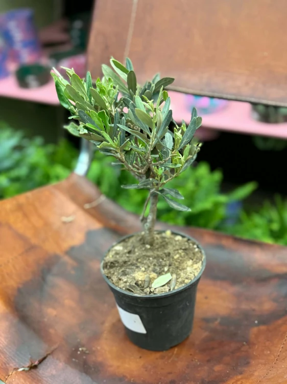 Oliwka europejska  drzewko oliwne  oliwka w doniczce (3).jpg