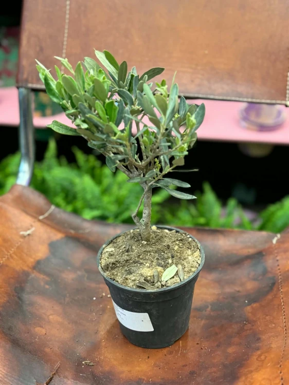 Oliwka europejska  drzewko oliwne  oliwka w doniczce (4).jpg