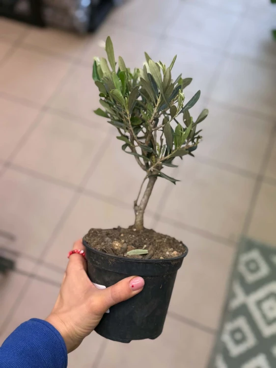 Oliwka europejska  drzewko oliwne  oliwka w doniczce (1).jpg