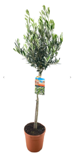 Zrzut ekranu 2026-03-25 113352.png