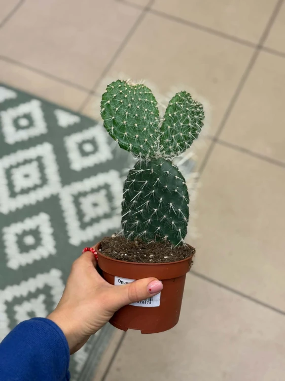 Opuntia opuncja włochata (6).jpg