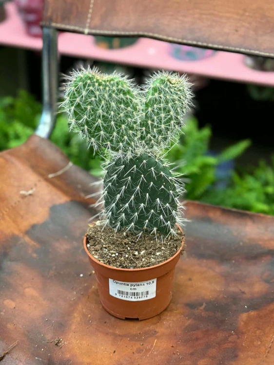 Opuntia opuncja włochata (5).jpg