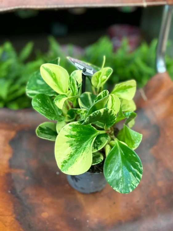 Peperomia tępolistna  Peperomia Green Gold  Peperomia obtusifolia Green Gold DØ12cm (3).jpg