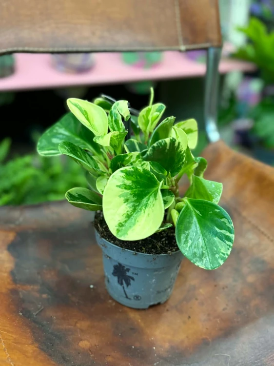 Peperomia tępolistna  Peperomia Green Gold  Peperomia obtusifolia Green Gold DØ12cm (1).jpg