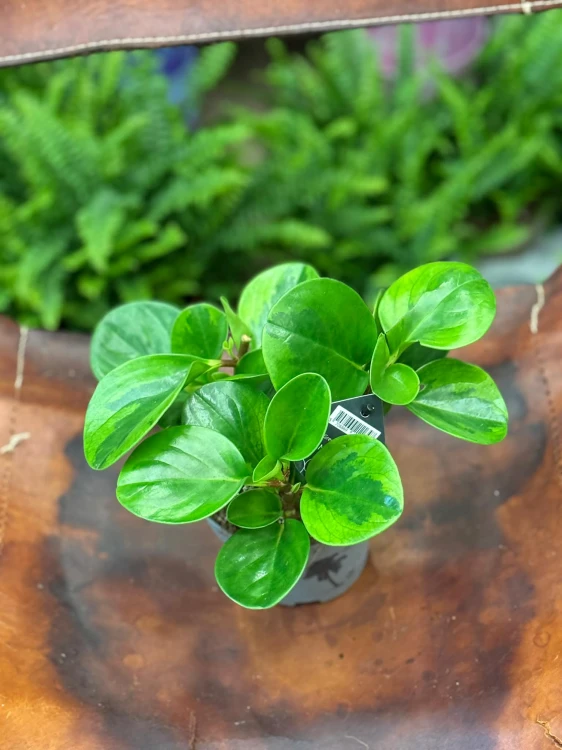 Peperomia tępolistna  Peperomia Lime   (1).jpg