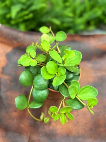 peperomia Hope - okrągłe, wiszące liście (2).jpg