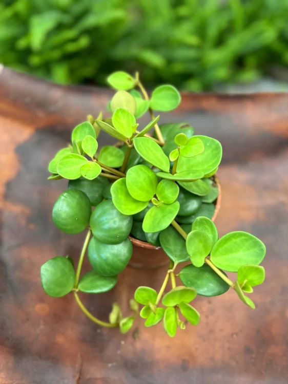 peperomia Hope - okrągłe, wiszące liście (2).jpg