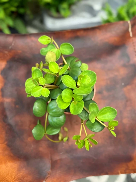 peperomia Hope - okrągłe, wiszące liście (3).jpg