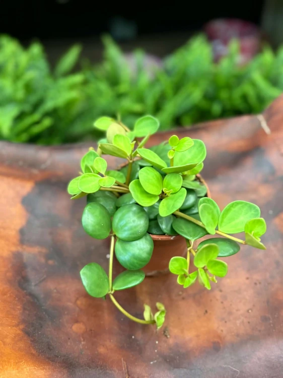 peperomia Hope - okrągłe, wiszące liście (1).jpg