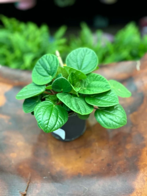 Peperomia  Peperomia Rana Verde  Peperomia 'Rana Verde'  (2).jpg