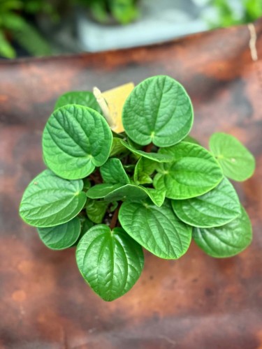 Peperomia  Peperomia Rana Verde  Peperomia 'Rana Verde'  (3).jpg